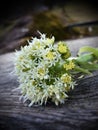 herbal medicine, national medicine, Naturopathy: white butterbur blossom 