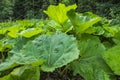 Butterburs with large rhubarb-like leaves. The largest wild European plant