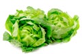 Buttercrunch Butterhead lettuce isolated on white background. Fresh green salad leaves from garden Royalty Free Stock Photo