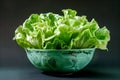 Buttercrunch Butterhead lettuce isolated on white background. Fresh green salad leaves from garden Royalty Free Stock Photo