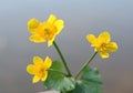 Buttercup Royalty Free Stock Photo