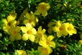 buttercup allamanda