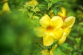 buttercup allamanda