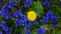 buttercup surrounded by gentians Royalty Free Stock Photo