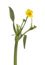 Buttercup Royalty Free Stock Photo