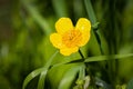 Buttercup Royalty Free Stock Photo