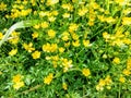 Buttercup caustic blooming in the June rays of the sun. Royalty Free Stock Photo