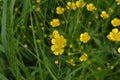 Buttercup caustic, common type of buttercups. Field, forest plant. Flower bed