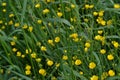 Buttercup caustic, common type of buttercups. Field, forest plant. Flower bed