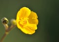 Buttercup covered with dew