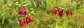 Buttercup Dicentra blossom banner panorama background, decorative garden flower Asian bleeding-heart on green background Royalty Free Stock Photo