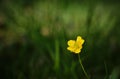 A buttercup facing the sun Royalty Free Stock Photo