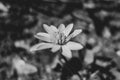 Buttercup flower closeup