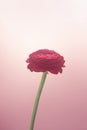 Buttercup flower on gradient magenta background. Color of the year conception Royalty Free Stock Photo
