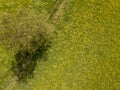 Buttercup flower meadow aerial