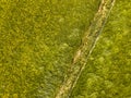 Buttercup flower meadow aerial