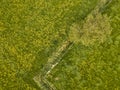 Buttercup flower meadow aerial