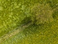 Buttercup flower meadow aerial