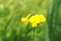 Buttercup on a flower meadow.