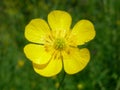 Buttercup flower Royalty Free Stock Photo
