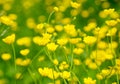 Buttercup flowers