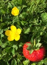 Buttercup flowers