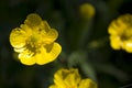 Buttercup in the garden