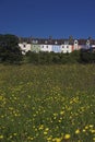 Buttercup houses