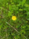 Buttercup Royalty Free Stock Photo
