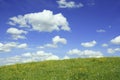 Buttercup meadow in early summer, blue sky with clouds Royalty Free Stock Photo