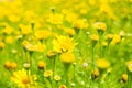 Buttercup Meadow in flower Garden Royalty Free Stock Photo