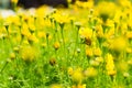 Buttercup Meadow in flower Garden Royalty Free Stock Photo