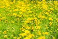 Buttercup Meadow in flower Garden Royalty Free Stock Photo
