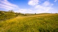 Buttercup Meadow Royalty Free Stock Photo