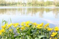 Buttercup near the water Royalty Free Stock Photo