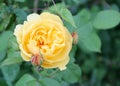 Buttercup-Peach Rose in an Irish Garden