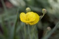 The buttercup Ranunculus gramineus Royalty Free Stock Photo