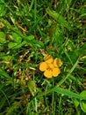Buttercup surrounded by grass