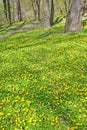 Buttercup thickets in the spring forest