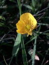 buttercup yellow flower, summer on garden, wildflower Royalty Free Stock Photo