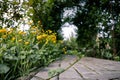 Buttercup, yellow flowers growing along a cobblestone