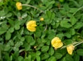 Buttercups background for wallpaper Royalty Free Stock Photo