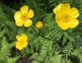 Buttercups in bloom in the spring in Maine Royalty Free Stock Photo