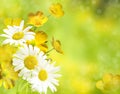 Buttercups and chamomiles background. Yellow flower background. Royalty Free Stock Photo