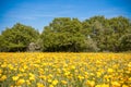 Buttercups field