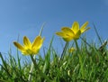 Buttercups in the grass Royalty Free Stock Photo