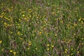 Buttercups and grass seed heads in field