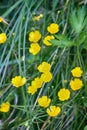 Buttercups on grassy seaside meadow