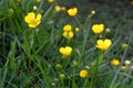 Buttercups in May