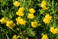 Buttercups in the park Wavertree Liverpool May 2021 Royalty Free Stock Photo